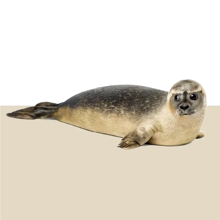 A Seal